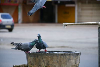 Seagulls perching on a bird