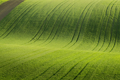 Scenic view of corn field