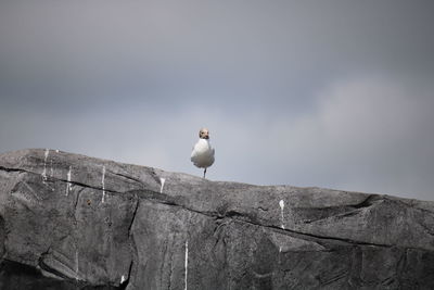 Seagull perching on rock