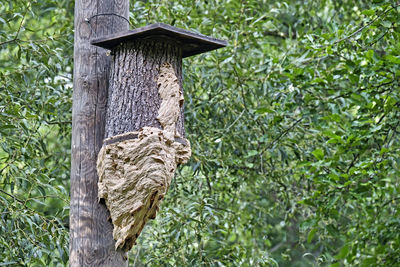 Close-up of birdhouse on tree trunk