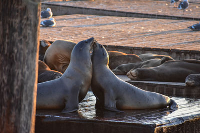 High angle view of sea lion on pier