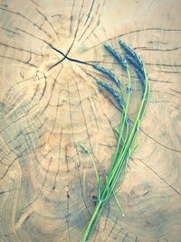 High angle view of fresh table