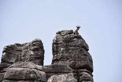 Low angle view of goat perching on rock against clear sky