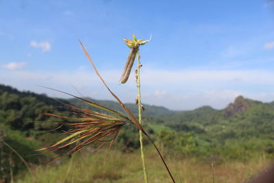 Close-up of plant on field against sky