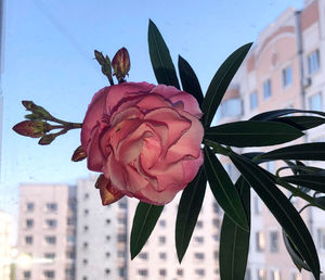 Close-up of pink rose plant