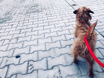 High angle view of dog on footpath