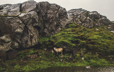 View of an animal on rock