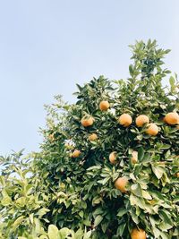 Low angle view of oranges growing on tree against sky