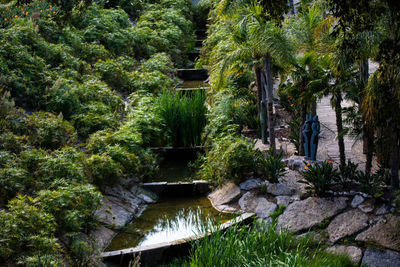 Plants and trees in garden