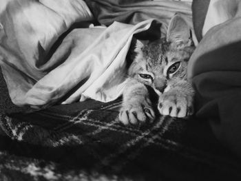 Portrait of cat relaxing on bed