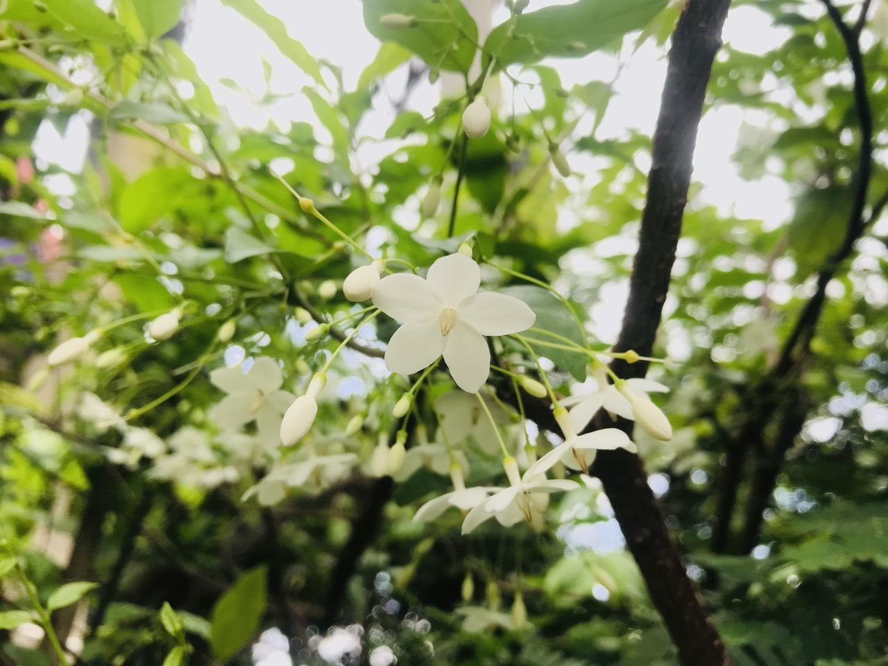 plant, flower, flowering plant, tree, blossom, growth, beauty in nature, green, nature, plant part, leaf, freshness, produce, branch, white, fragility, no people, springtime, outdoors, close-up, day, focus on foreground, sunlight, petal, flower head, food and drink, botany, food, inflorescence, fruit tree, shrub