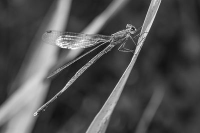 Close-up of dragonfly