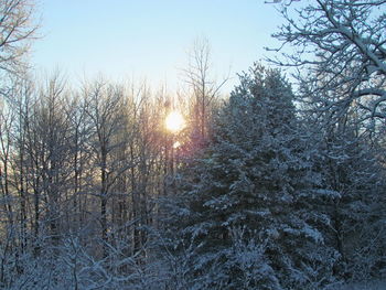 Sun shining through trees