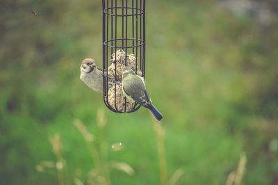 Close-up of bird perching on feeder