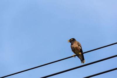 Low angle view of bird perching on cable against clear sky