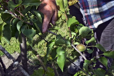 Close-up of hand holding plant