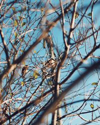 Low angle view of bird perching on bare tree