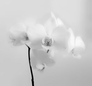 Close-up of fresh flowers against white background