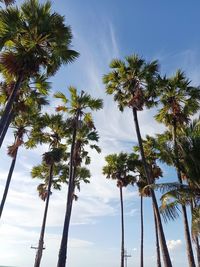 Low angle view of coconut palm trees against sky