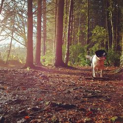 Man standing by tree in forest