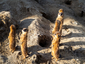 Meerkat family