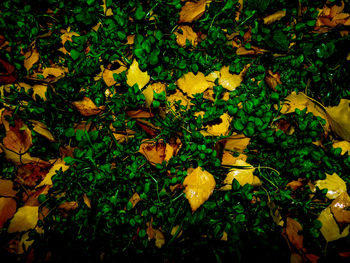 Close-up of yellow flowers growing on tree