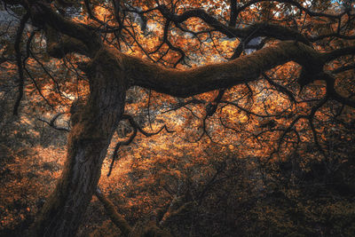 Trees in forest during autumn