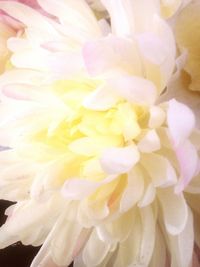 Full frame shot of white rose flower