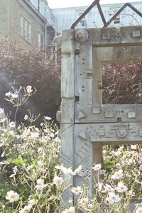 Flowers blooming in backyard