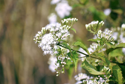 Close-up of white flowering plant