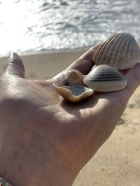 Close-up of hand holding shell on sand