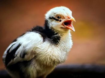 Close-up of a bird looking away