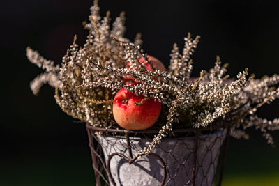 Flower arrangement with apple against a natural background in a macro shot