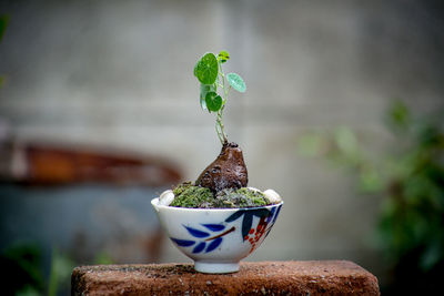 Close-up of small potted plant on table