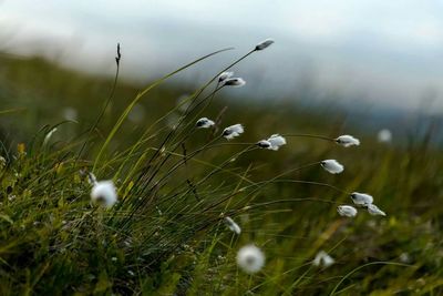 Close-up of grass growing in field