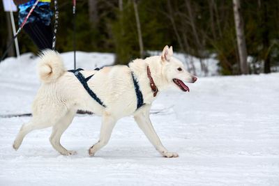 Skijoring dog racing. winter dog sport competition. siberian husky dog pulls skier. active skiing