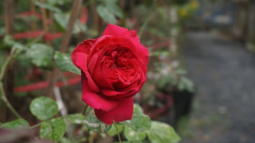 Close-up of red rose