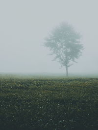 Tree on field against sky