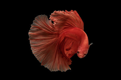 Close-up of siamese fighting fish against black background