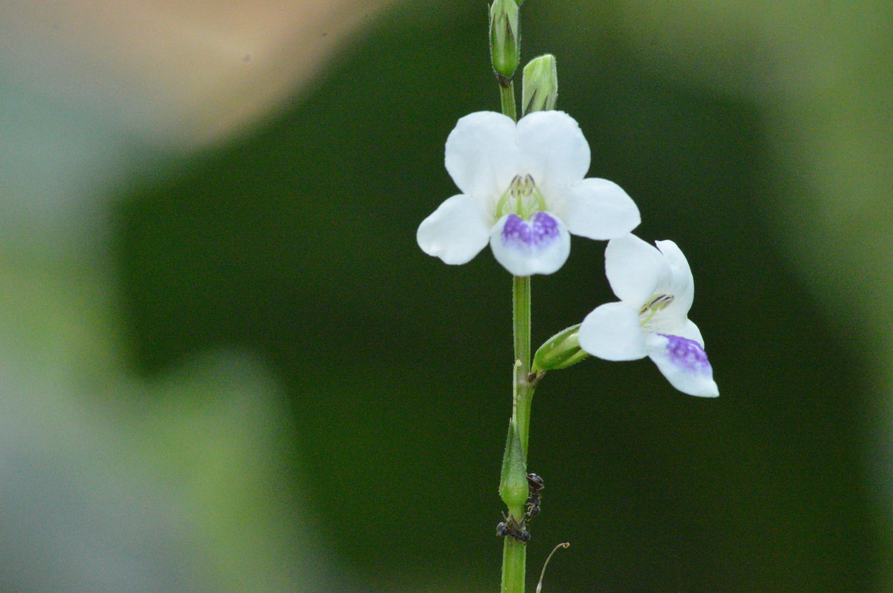 CLOSE-UP OF FRESH PURPLE FLOWER WITH WHITE FLOWERS