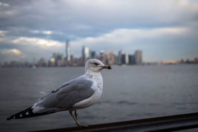 Seagull perching on a railing