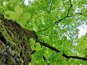 Low angle view of leaves on tree in forest