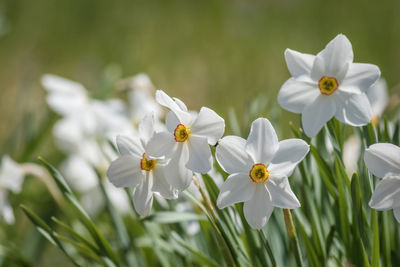 Close-up of white flowering plants