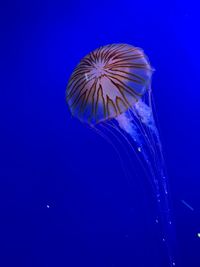 Jellyfish swimming in sea