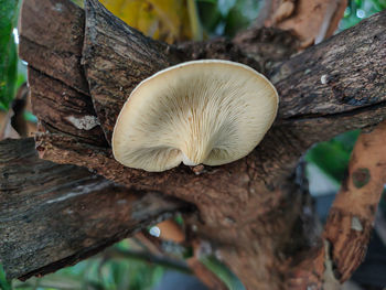 Close-up of mushroom growing on tree trunk