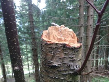 Close-up of tree trunk in forest