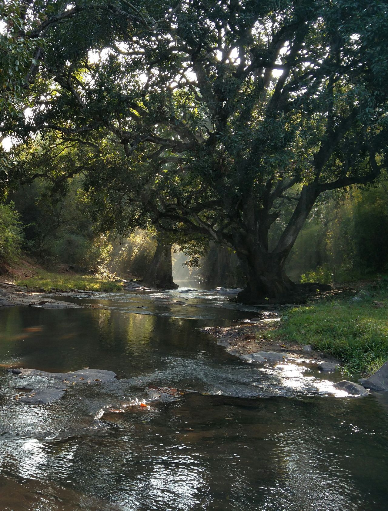 Mudumalai