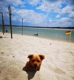 My dog gin under the sand