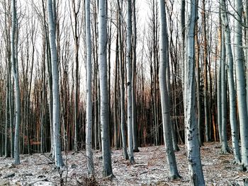 Bare trees in forest during winter