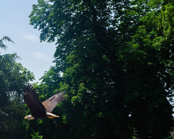 Low angle view of bird on tree against sky